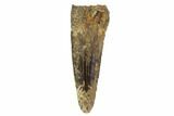 Serrated, Raptor (Richardoestesia?) Tooth - Montana #98304-1